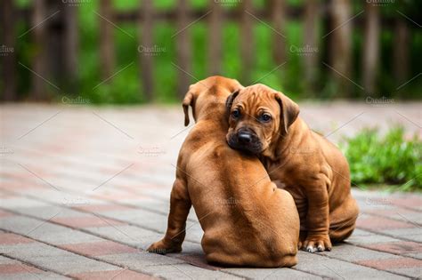 Two cute Rhodesian Ridgeback puppies | High-Quality Animal Stock Photos ~ Creative Market