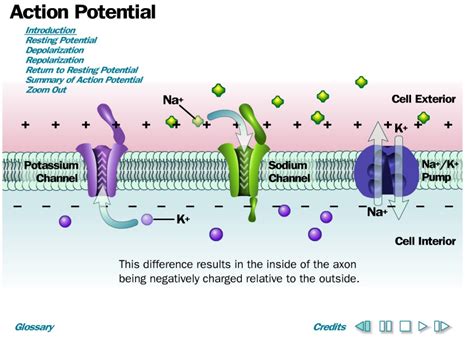 Action Potential.swf / Potensial Aksi.swf