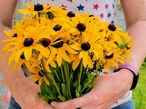 Wild Black-Eyed Susan Bouquet | Garden Hoard – Certified Organic ...