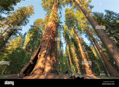 Giant Sequoia Trees Stock Photo - Alamy