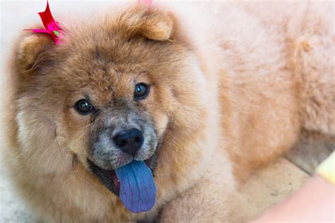 Purple tongue | my Chow Chow Kim! | Laura Sardinha | Flickr