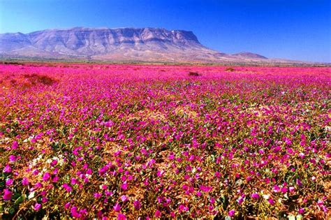 Conoce el desierto florido de Chile, nuevo parque nacional | Chile ...