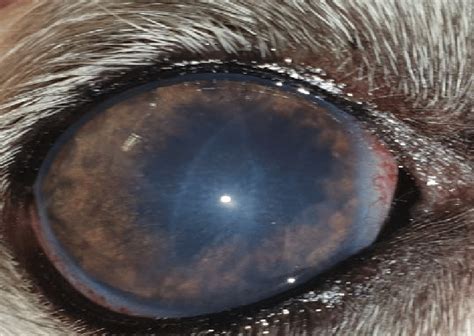 6yo FN Whippet-Anterior uveitis and secondary chronic glaucoma-note the ...