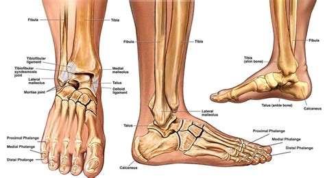 Ankle Anatomy - Sprain, Clinical Anatomy, Fracture, Radiology, X-Ray