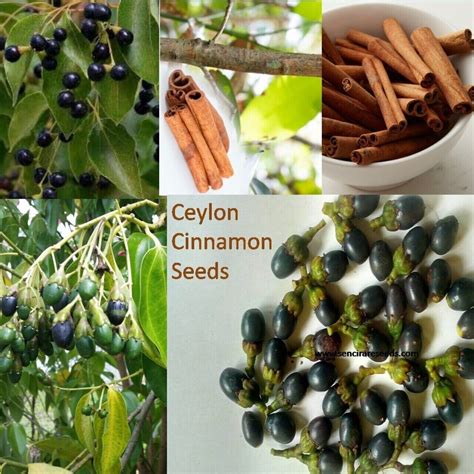 150 Ceylon Cinnamon Tree Seeds (Cinnamomum verum) Fast Growing Cinnamon seeds | eBay