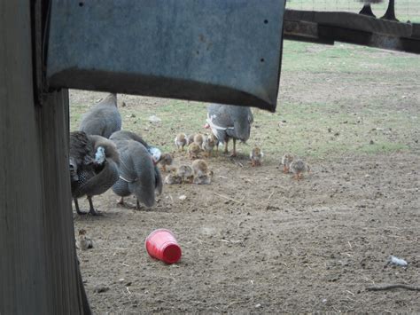 Helmeted guineafowl and chicks - ZooChat