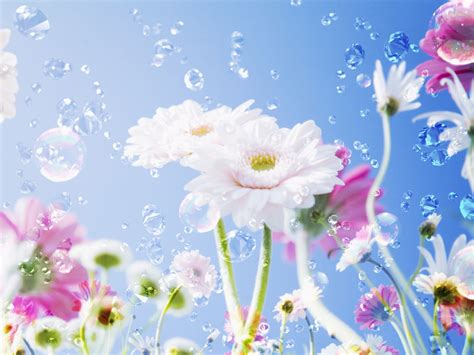 My Lovely Wallpapers: Flowers