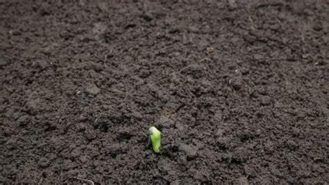 Time Lapse of Growing or Germination of Sunflower Vegetable Seeds, Stock Footage