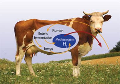 The Role of Methanogens - Archaea - A Study of Procaryotes