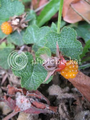 orange berries? | OlyBlog