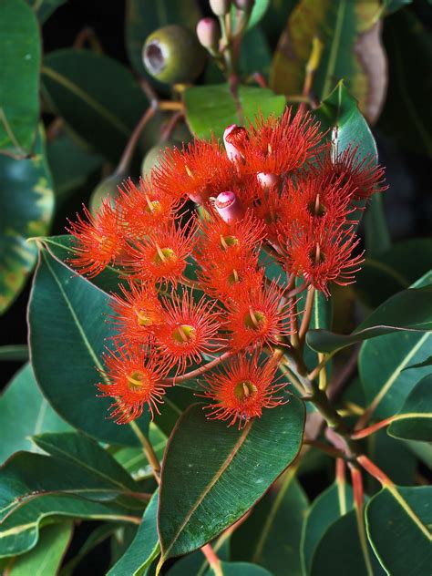 Flowering Corymbia ficifolia, Austins Ferry, Tasmania, Australia Flora Flowers, Bright Flowers ...