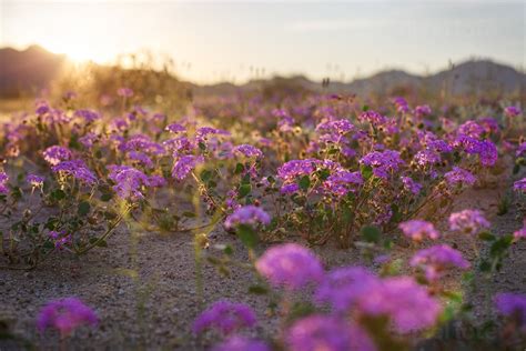 Purple Flowers Growing in a Desert Stock Photo - PixelTote