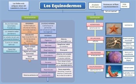 Esquemas, diagramas, gráficos y mapas conceptuales.: Los Equinodermos