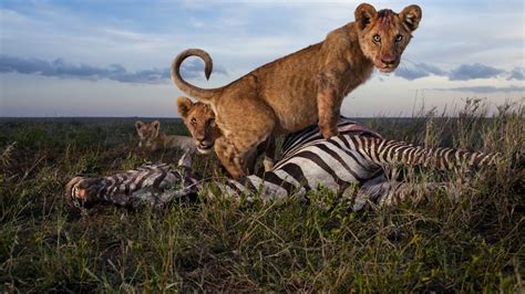 14 Incredible Photos of African Predators in Action