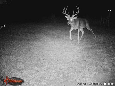 Monster bucks are sporting impressive racks in these trail cam photos