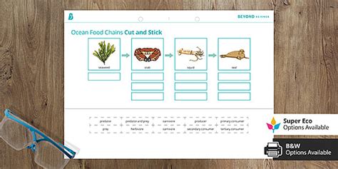 Marine Food Chains And Food Webs Worksheet | Aquatic