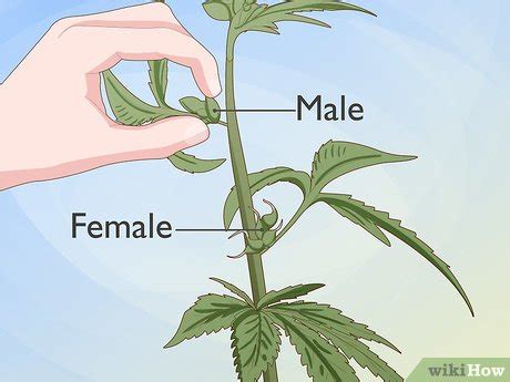 How to Identify Female and Male Marijuana Plants: 9 Steps