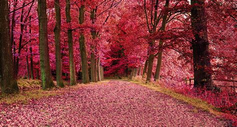 HD wallpaper: pink cherry blossom tree lot, road, autumn, forest ...