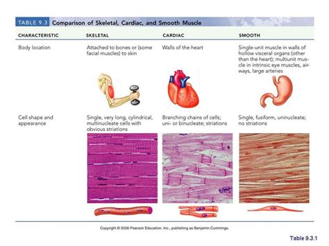 Slide4.JPG (960×720) | Muscle tissue, Human anatomy and physiology, Muscle