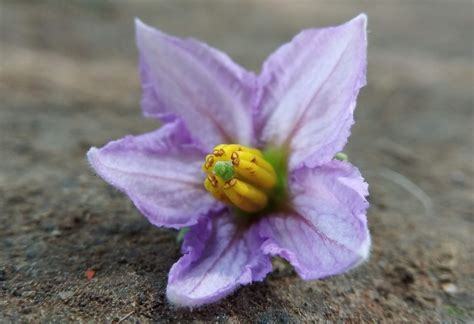 What is Brinjal Flower? All You Need to Know About Brinjal Flower.