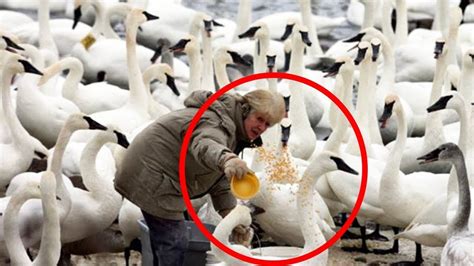 Woman Feed A Swan For Years, Then One Day The Swan Gave Her An ...