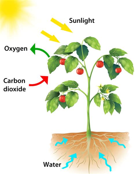 Photosynthesis Animation For Kids