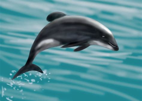 "the Maui Dolphin - Critically Endangered" Memuco - Artwork on USEUM