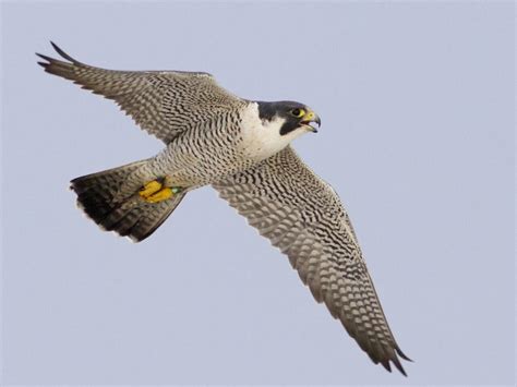 Peregrine Falcon | Celebrate Urban Birds