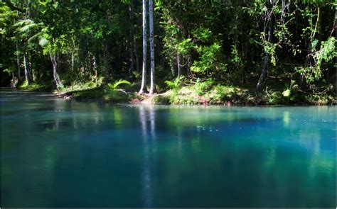 Daintree Rainforest Day Tour | Cairns Australia