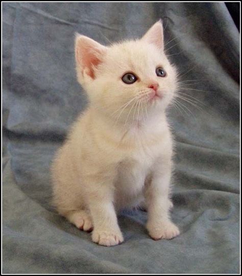 white kittens - Cute Kittens Photo (41531188) - Fanpop