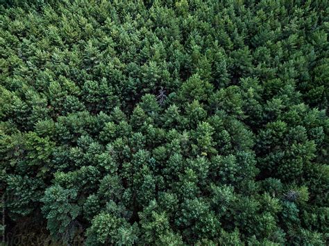 «Aerial View Of A Forest, Spain» del colaborador de Stocksy «Bisual Studio» - Stocksy