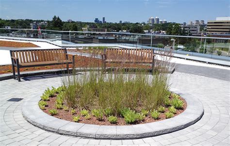 Bayview Glen School | Ginkgo Sustainability | Green Roofs & Living Walls