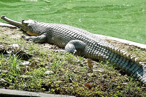 Bihar government | Conservation efforts bear fruit as survey finds record gharials in Bihar’s ...