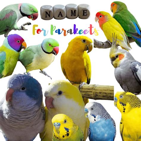 Names for parakeets - Best Parakeets Names | Cute Parakeet Names