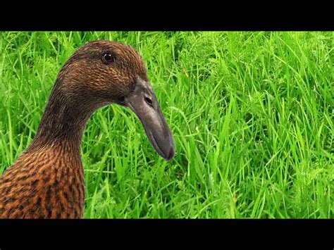 Dutch Hookbill Ducks