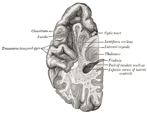 Brain Safari -- my job: Superior temporal lobe & Heschl's Gyrus relation with Hallucination