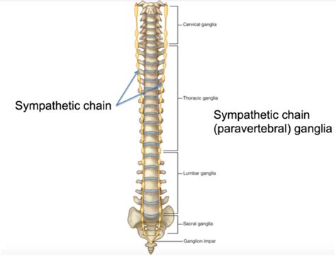 Pin on Musculoskeletal Health