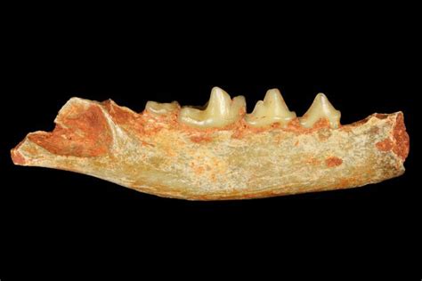 1.7" Fossil Bear Dog (Cynodictis) Jaw Section - Occitanie, France For ...