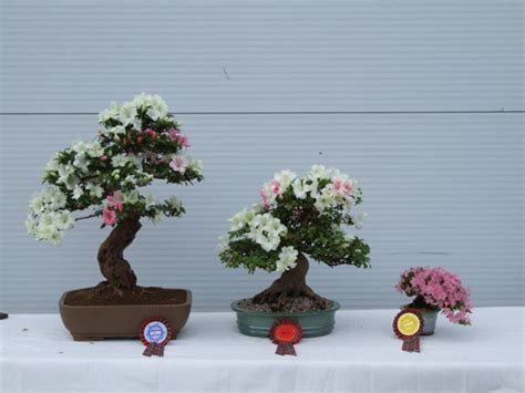 Bonsai Care for Azalea (Rhododendron)