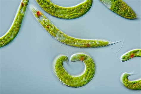 Euglena | Definition, Classification, & Facts | Britannica