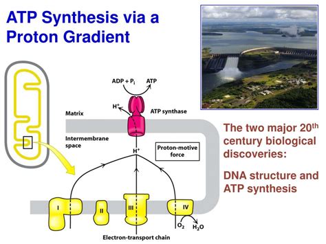 PPT - ATP Synthesis via a Proton Gradient PowerPoint Presentation, free download - ID:1458107