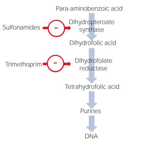 Pyrimethamine Mechanism Of Action