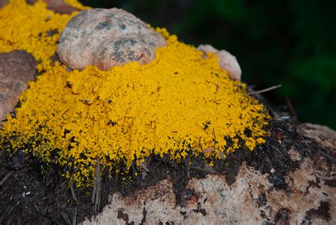 Fuligo septica (Slime mold)