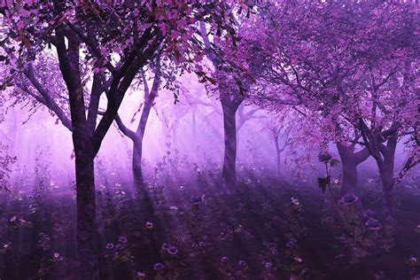 Mystical Forest Wallpaper - WallpaperSafari