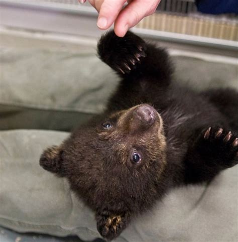 black-bear-cub-playing | Baby Animal Zoo