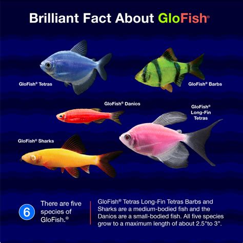 10 Brilliant Facts About GloFish GloFish®, 52% OFF