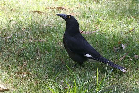 Crows, Currawongs and Choughs - identifying the big black birds