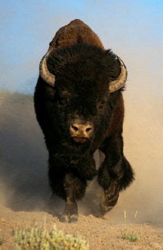 71 Bison Bison ideas | bison, animals wild, american bison