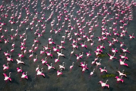 Incredible Aerial Photos Highlight Beauty of Great Flamingo Migration | LaptrinhX / News