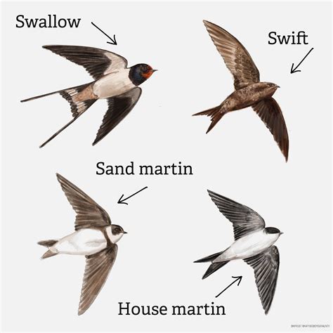 The Wildlife Trusts on Twitter in 2022 | Sand martin, Martin house, Swift